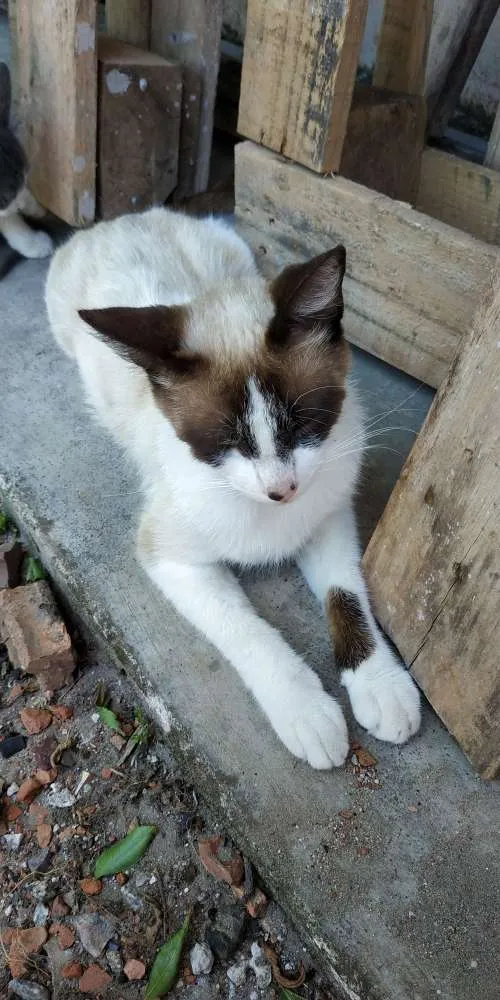 Gato ra a  idade 2 a 6 meses nome Gatinhos ?? adoção 