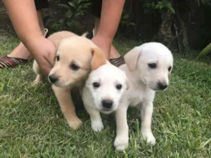 Cachorro raça Fox paulistinha idade Abaixo de 2 meses nome Pote de amor