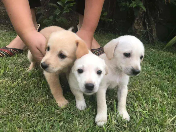 Cachorro ra a Fox paulistinha idade Abaixo de 2 meses nome Pote de amor