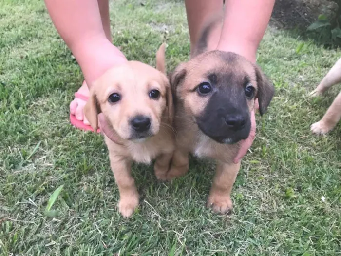 Cachorro ra a Fox paulistinha idade Abaixo de 2 meses nome Pote de amor