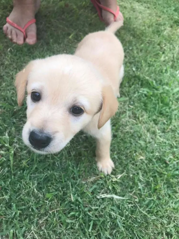 Cachorro ra a Fox paulistinha idade Abaixo de 2 meses nome Pote de amor