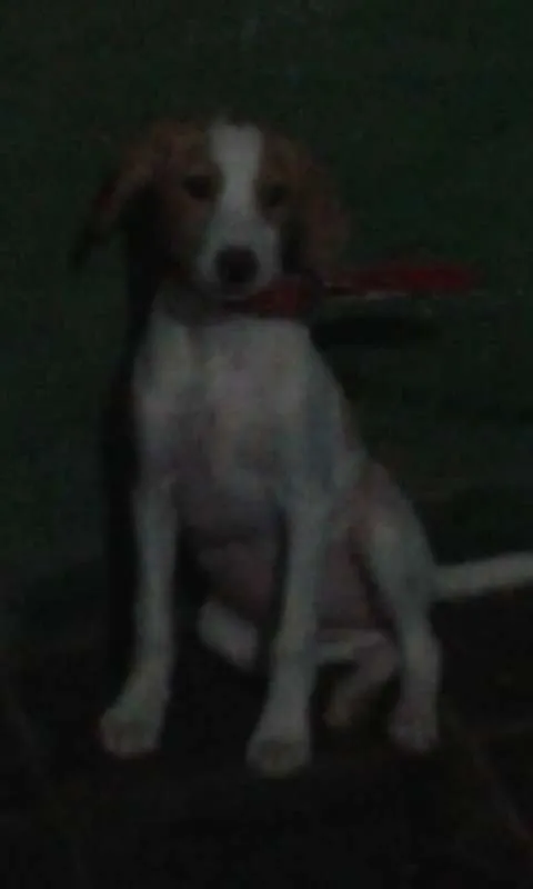 Cachorro ra a SRD idade 2 a 6 meses nome Filhotes