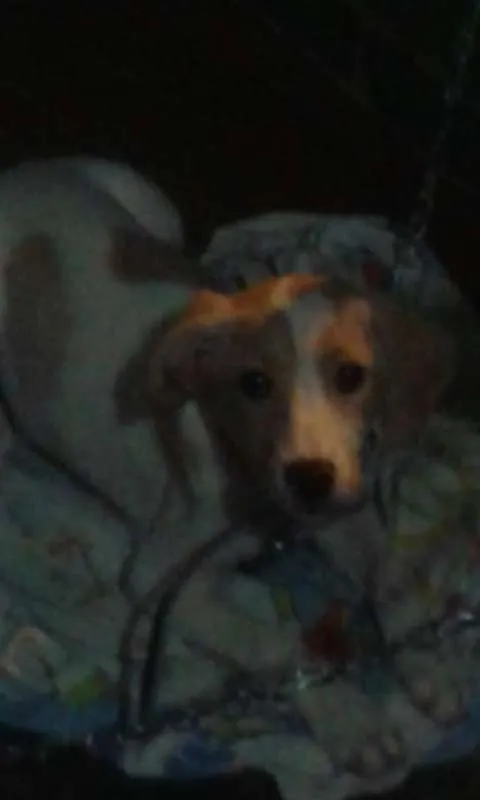 Cachorro ra a SRD idade 2 a 6 meses nome Filhotes