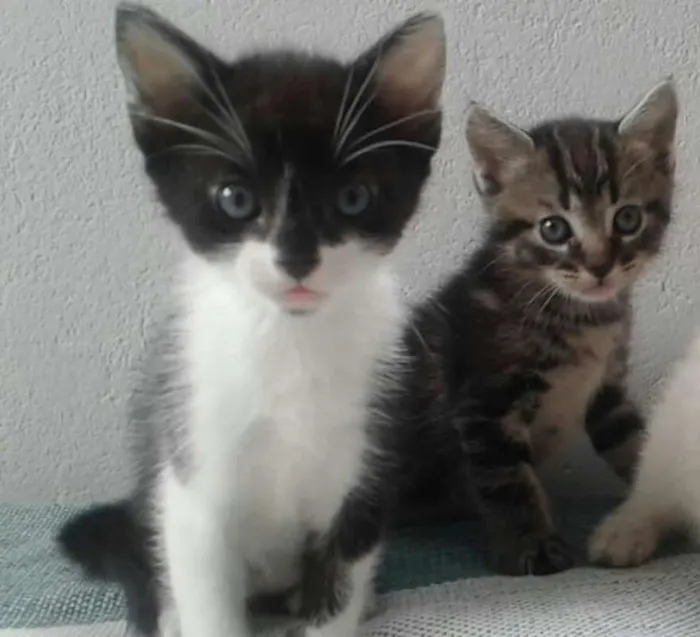Gato ra a SRD idade Abaixo de 2 meses nome Filhotes