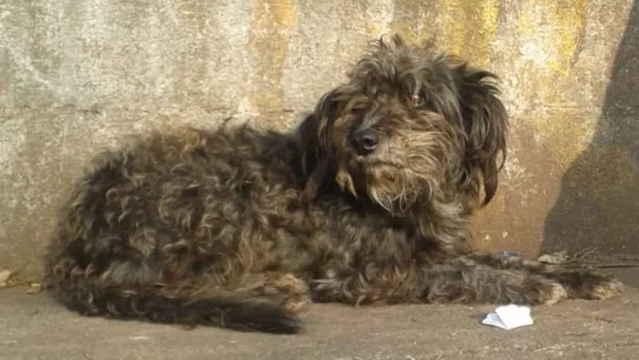 Cachorro raça Mix de poodle idade 1 ano nome Milady