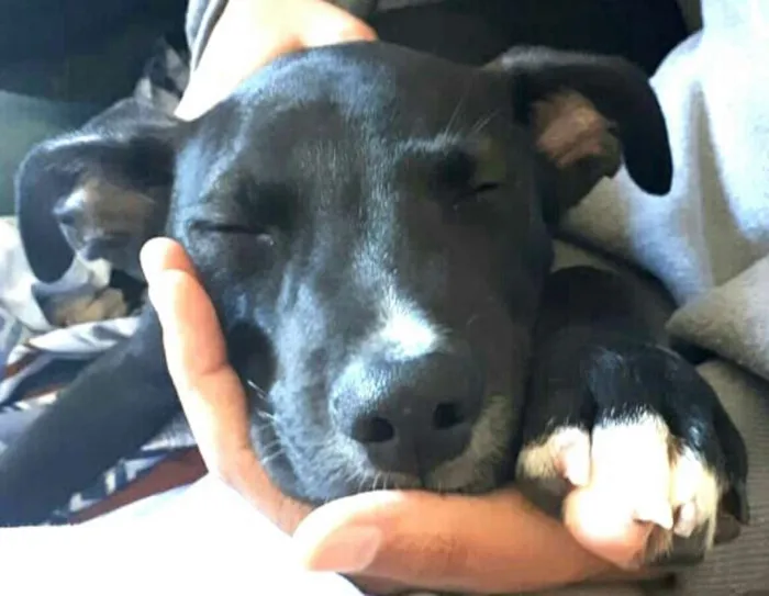 Cachorro ra a  idade 2 a 6 meses nome Black 