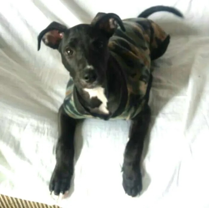 Cachorro ra a  idade 2 a 6 meses nome Black 