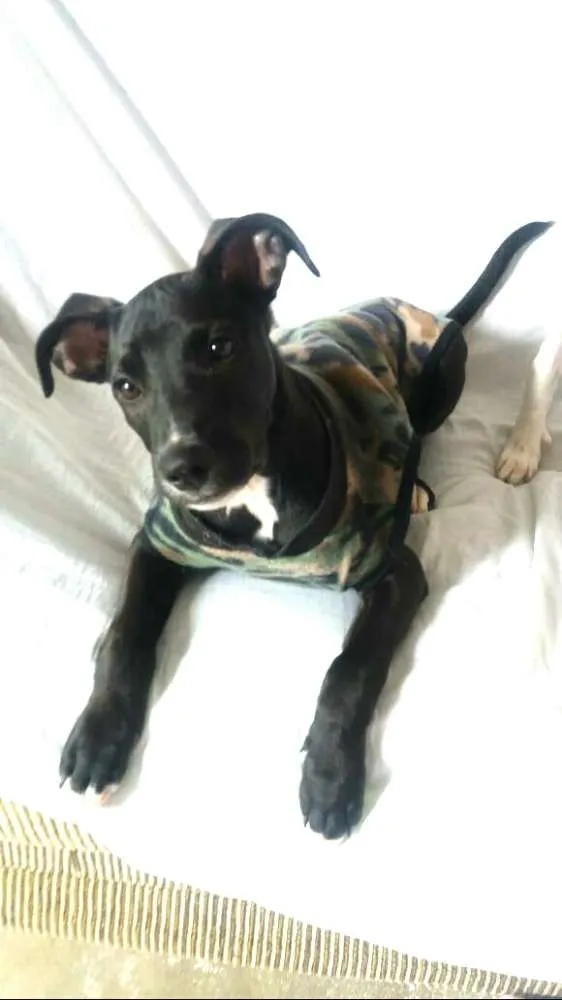 Cachorro ra a  idade 2 a 6 meses nome Black 