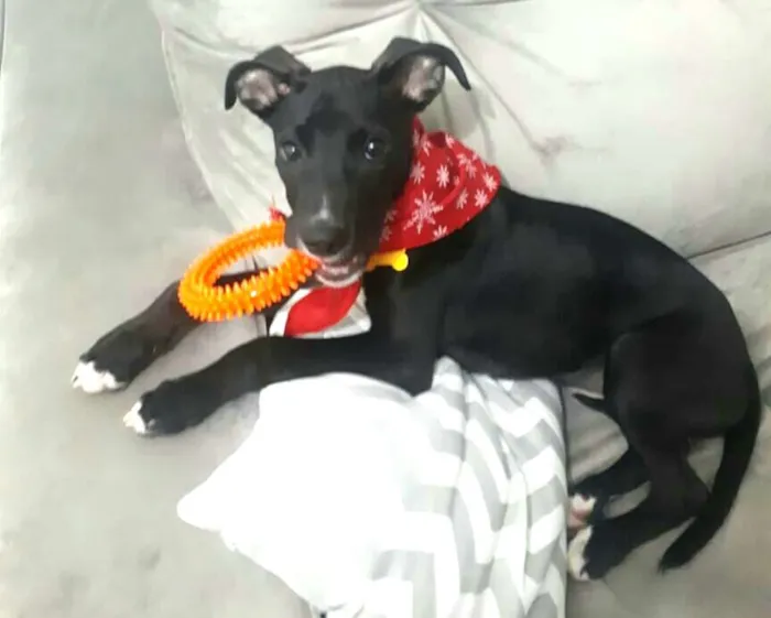 Cachorro ra a  idade 2 a 6 meses nome Black 