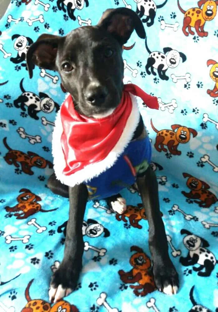 Cachorro ra a  idade 2 a 6 meses nome Black 