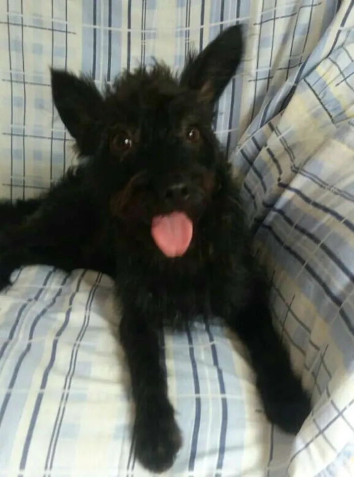 Cachorro ra a  idade 1 ano nome Harry 