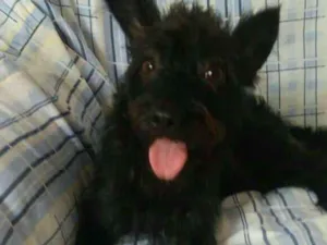 Cachorro raça  idade 1 ano nome Harry 