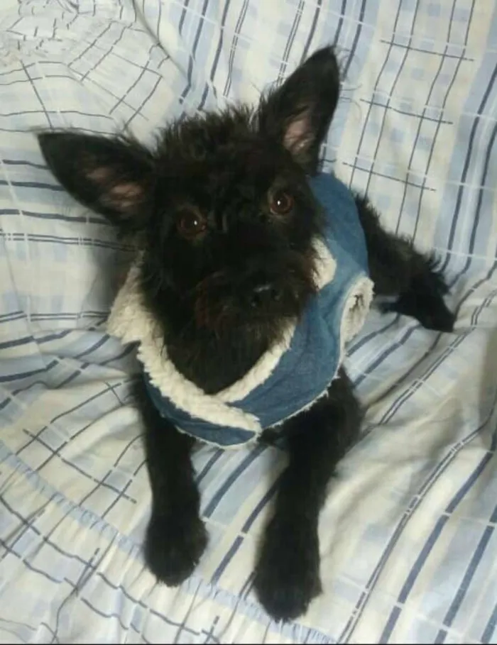 Cachorro ra a  idade 1 ano nome Harry 