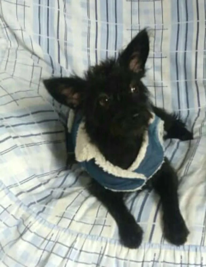 Cachorro ra a  idade 1 ano nome Harry 