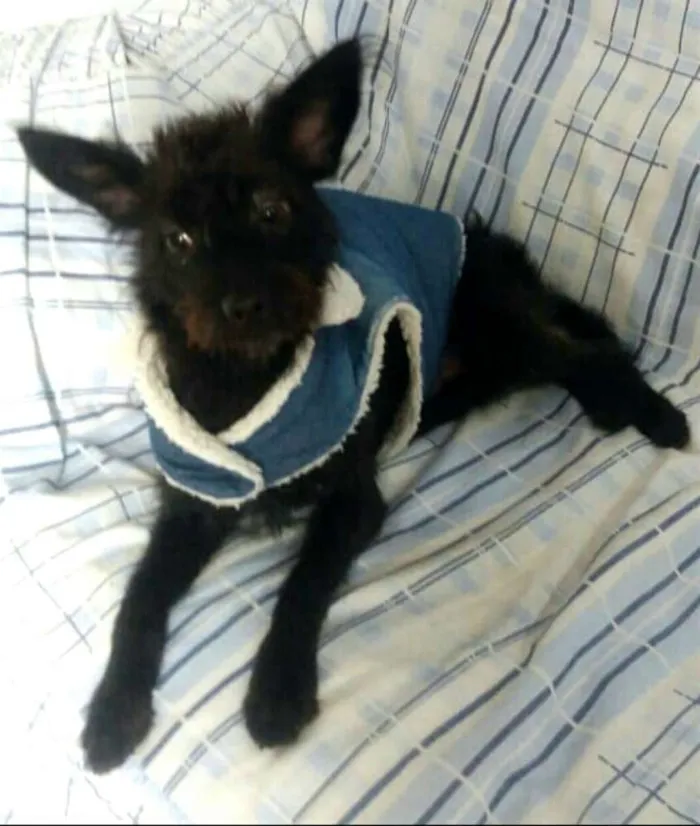 Cachorro ra a  idade 1 ano nome Harry 