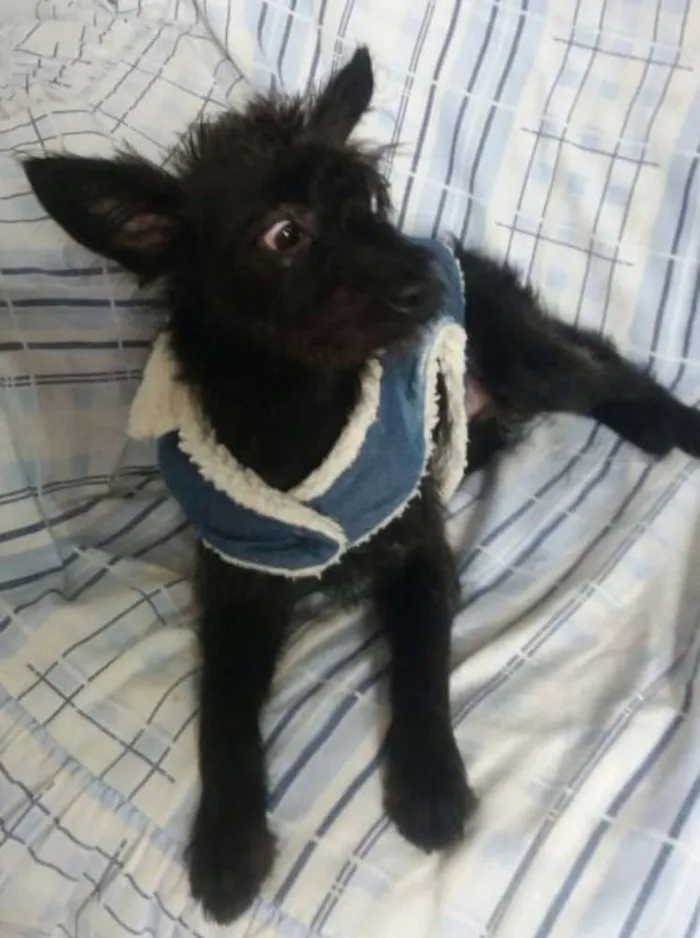 Cachorro ra a  idade 1 ano nome Harry 