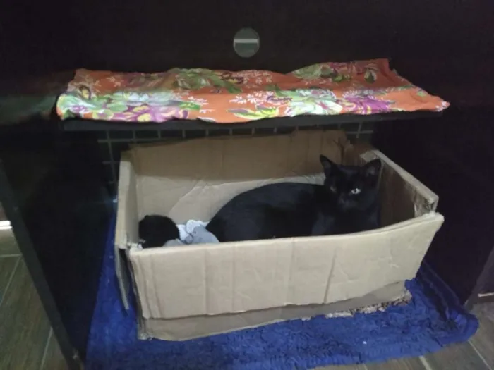 Gato ra a SRD idade Abaixo de 2 meses nome Sem Nome
