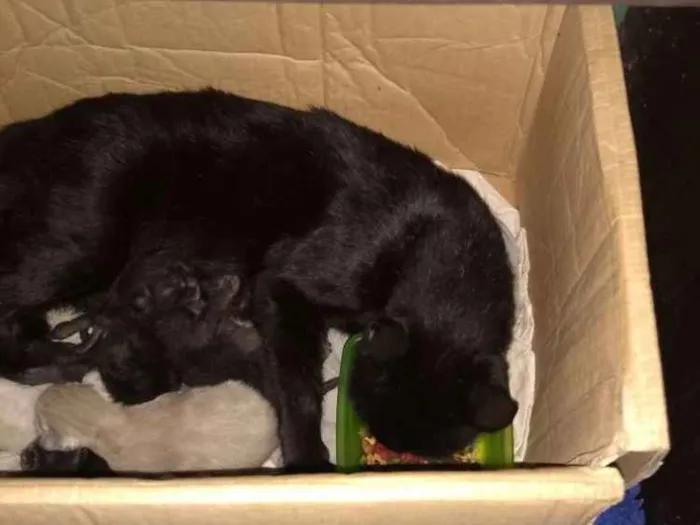 Gato ra a SRD idade Abaixo de 2 meses nome Sem Nome