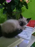 Lya