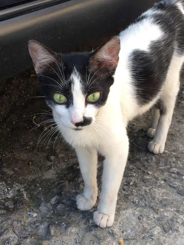 Gato ra a srd idade 7 a 11 meses nome Mya 