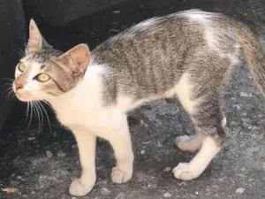 Gato raça srd idade 2 a 6 meses nome Ricy