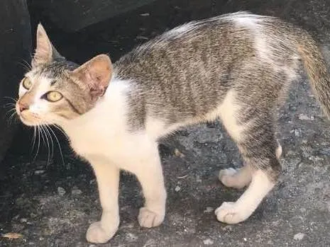 Gato ra a srd idade 2 a 6 meses nome Ricy