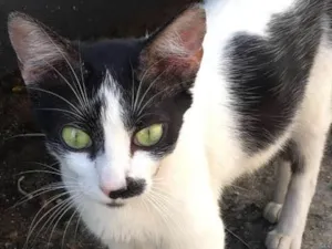 Gato raça srd idade 7 a 11 meses nome Mya 