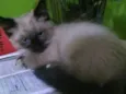 Lya