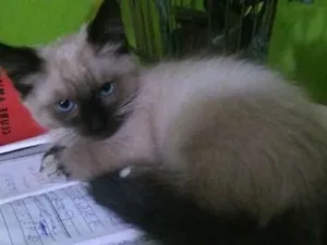 Gato raça srd idade 2 a 6 meses nome Lya