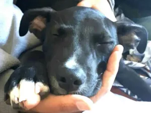 Cachorro raça  idade 2 a 6 meses nome Black 