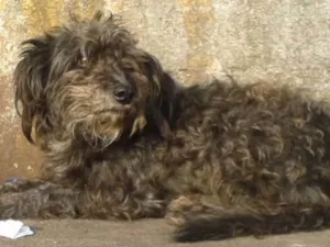 Cachorro raça Mix de poodle idade 1 ano nome Milady