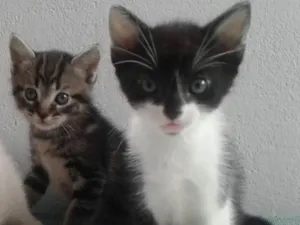 Gato raça SRD idade Abaixo de 2 meses nome Filhotes
