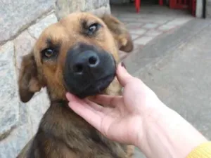 Cachorro raça SRD idade 1 ano nome Magie