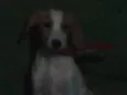 Filhotes