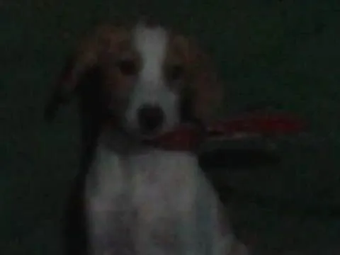 Cachorro ra a SRD idade 2 a 6 meses nome Filhotes
