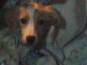 Cachorro raça SRD idade 2 a 6 meses nome Filhotes