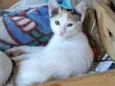 Gatinhos ?? adoção 