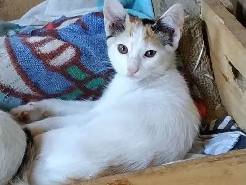 Gato ra a  idade 2 a 6 meses nome Gatinhos ?? adoção 