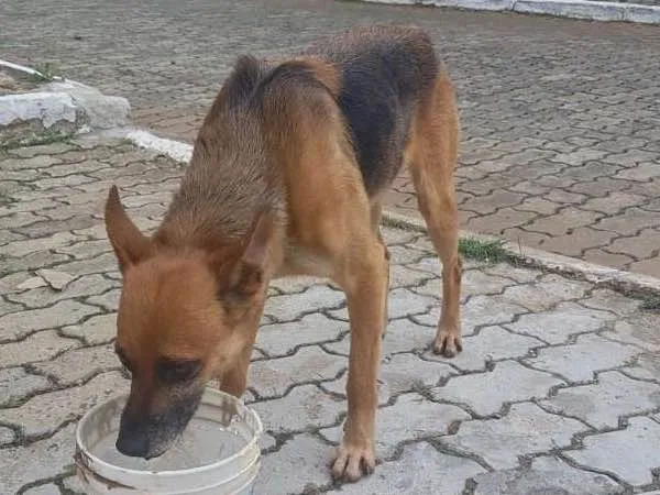 Cachorro ra a SRD idade 2 anos nome Carente