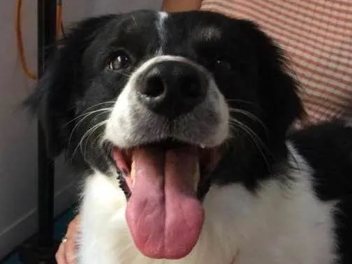 Cachorro ra a SRD idade 2 anos nome Steven
