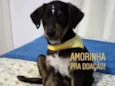 Amora