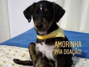 Cachorro raça Sem raça definida idade 2 a 6 meses nome Amora