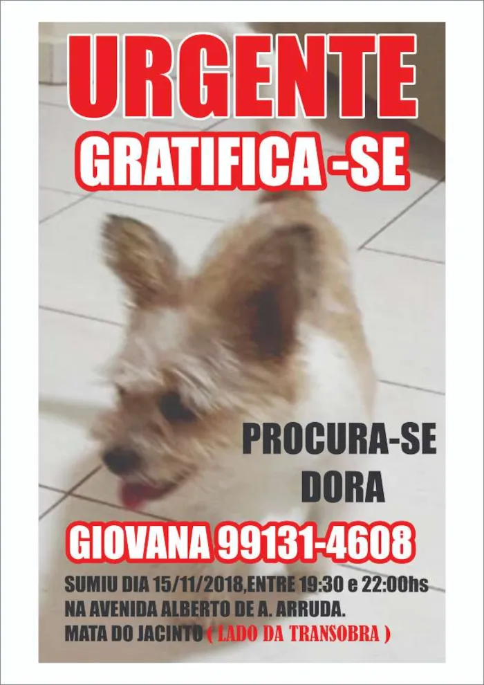 Cachorro ra a SRD idade 6 ou mais anos nome Dora