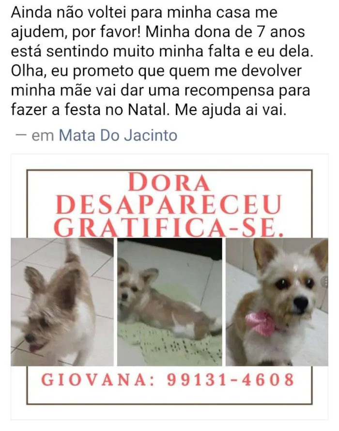 Cachorro ra a SRD idade 6 ou mais anos nome Dora