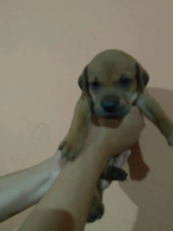 Cachorro ra a Labrador/Vira-lata idade  nome TOTÓ