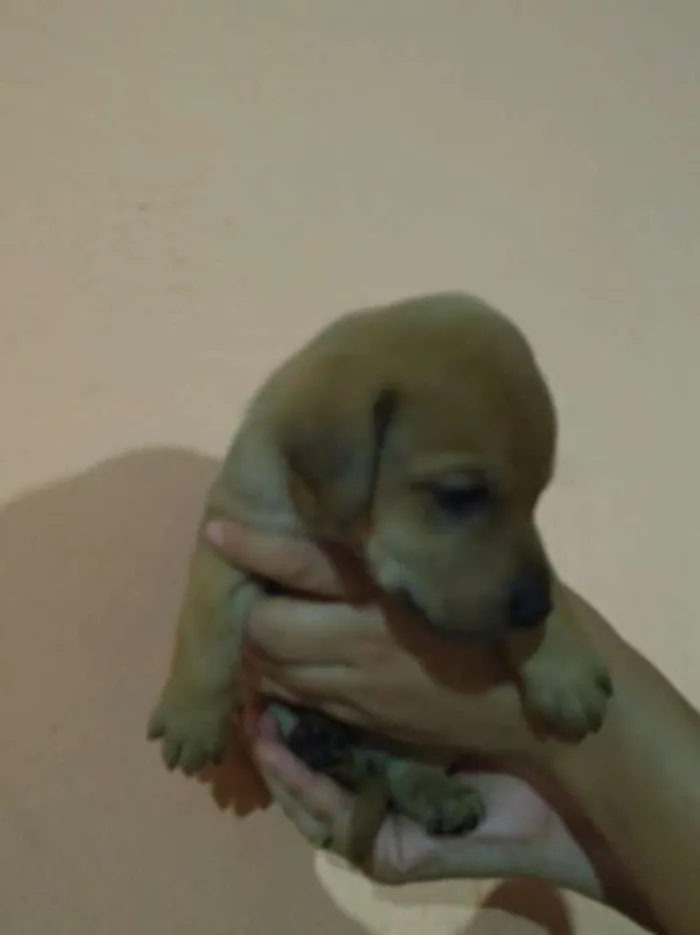 Cachorro ra a Labrador/Vira-lata idade Abaixo de 2 meses nome JUDY