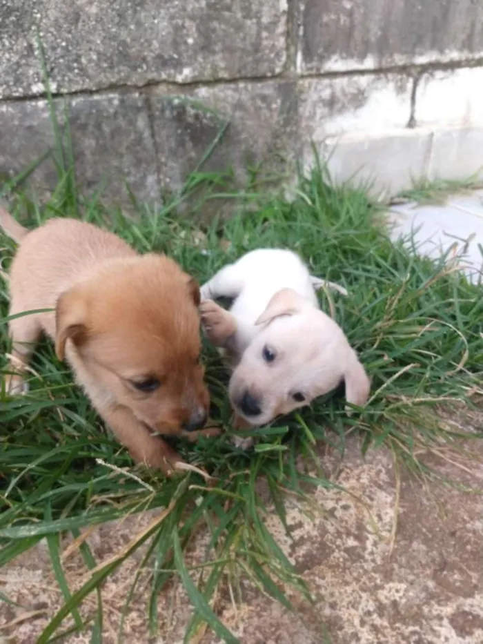 Cachorro ra a Indefinida idade Abaixo de 2 meses nome Sem nome 