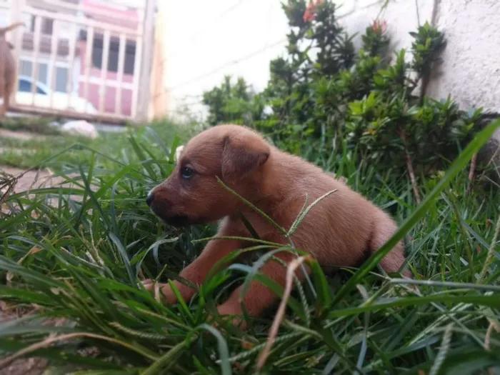 Cachorro ra a Indefinida idade Abaixo de 2 meses nome Sem nome 