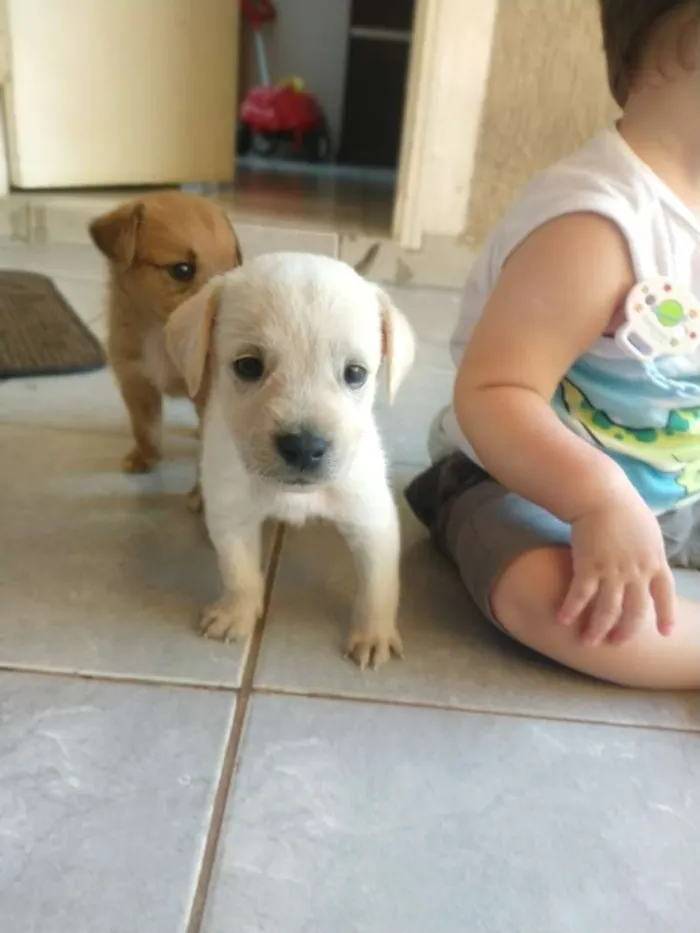 Cachorro ra a Indefinida idade Abaixo de 2 meses nome Sem nome 