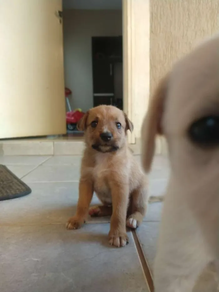 Cachorro ra a Indefinida idade Abaixo de 2 meses nome Sem nome 